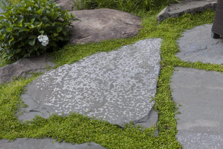 Guided by the client’s goal to solve the shortcomings of an aging, but topographically interesting and beautiful property, the resulting plan comprises four distinct entertaining spaces: A formal upper terrace with outdoor cooking, a dining space framed by a stone seat wall, a densely planted middle terrace with a fire pit, and finally a lower terrace designed for overflow seating and access to the kitchen garden. The entire site overlooks a wooded area and scenic creek. Complemented by Pennsylvania flagstone, plant material includes several varieties of hydrangeas (Hydrangea quercifolia, Hydrangea arborescens ‘Annabelle’), hydrangea macrophylla ‘Endless summer’). Oak Leaf Hollies (Ilex x “Conaf”) and cedar fencing help screen the neighboring property while perennials offer bright accents between the low shrubbery. The joints between pavers and boulders are softened with mazus (Mazus reptans), Blue-Star Creeper (Isotoma fluviatilis), Walker’s Low Catmint (Nepeta x faassenii ‘Walker’s Low’),and rosemary (Rosmarinus officinalis). The hillside serves as a respite, providing the owners a place to unwind and enjoy their garden.