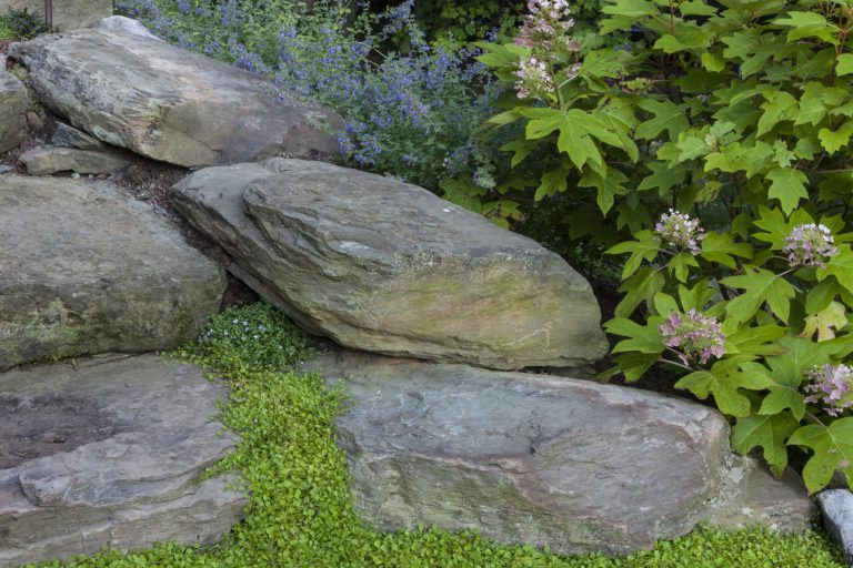 Guided by the client’s goal to solve the shortcomings of an aging, but topographically interesting and beautiful property, the resulting plan comprises four distinct entertaining spaces: A formal upper terrace with outdoor cooking, a dining space framed by a stone seat wall, a densely planted middle terrace with a fire pit, and finally a lower terrace designed for overflow seating and access to the kitchen garden. The entire site overlooks a wooded area and scenic creek. Complemented by Pennsylvania flagstone, plant material includes several varieties of hydrangeas (Hydrangea quercifolia, Hydrangea arborescens ‘Annabelle’), hydrangea macrophylla ‘Endless summer’). Oak Leaf Hollies (Ilex x “Conaf”) and cedar fencing help screen the neighboring property while perennials offer bright accents between the low shrubbery. The joints between pavers and boulders are softened with mazus (Mazus reptans), Blue-Star Creeper (Isotoma fluviatilis), Walker’s Low Catmint (Nepeta x faassenii ‘Walker’s Low’),and rosemary (Rosmarinus officinalis). The hillside serves as a respite, providing the owners a place to unwind and enjoy their garden.