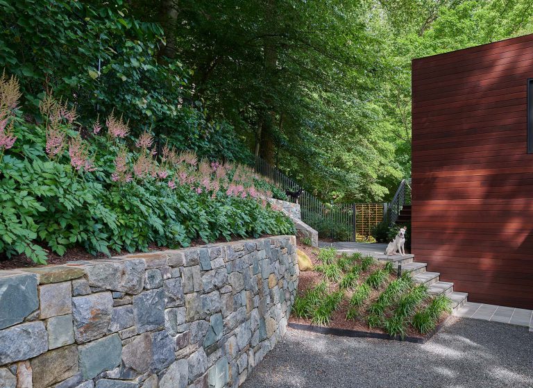 The masterplan for this unique property — a steeply sloping three-acre site and riverfront clearing — included stabilizing eroded creeks, restoring wetlands, and incorporating a massive rain garden to filter storm water flow from the parking court above and other properties further up the hill. The owners, a family with four dogs, also had requirements that included adequate parking for entertaining, a dedicated recreation space for the dogs, and a beautifully blended network of new plantings, hardscape, and sculpture to be seen from and complement the linear forms of their organic-modern home in the woods.