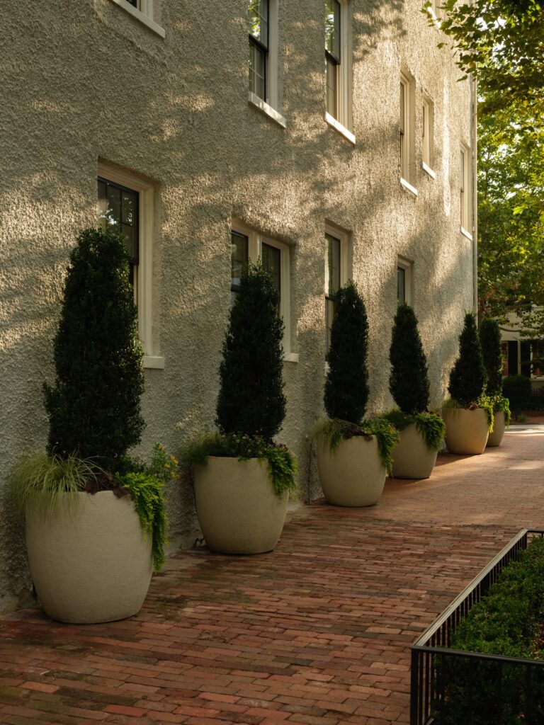 A row of tall, potted evergreen shrubs lines the side of a light-colored stucco building. The plants sit on a red brick walkway under the dappled light of overhanging trees.